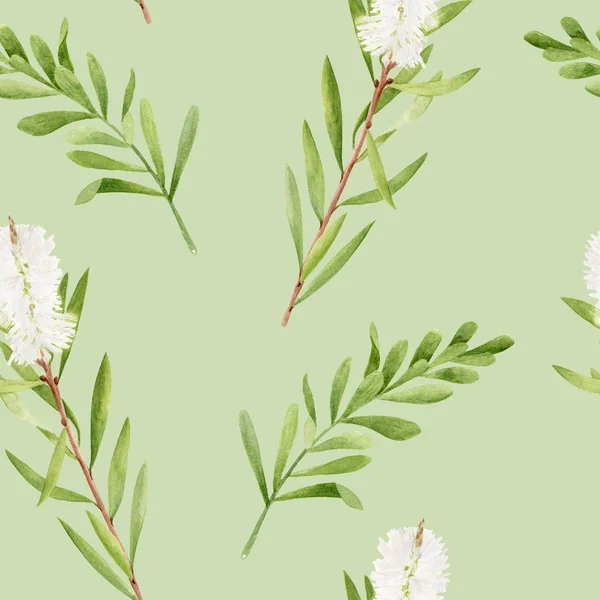 Watercolor tea tree leaves, flower seamless pattern. Hand drawn botanical illustration of Melaleuca. Medicinal plant isolated on pastel green background. Herbs for cosmetics, package, textile.