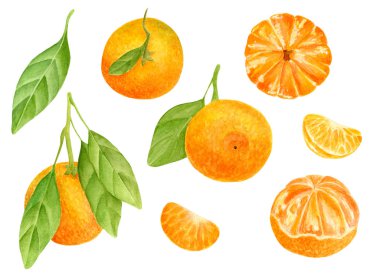 Mandalina seti. El çizimi, soyulmuş mandalinaların, yapraklı ve dilimli narenciye meyvelerinin botanik çizimi. Clipart ögeleri beyaz arkaplanda izole edildi.