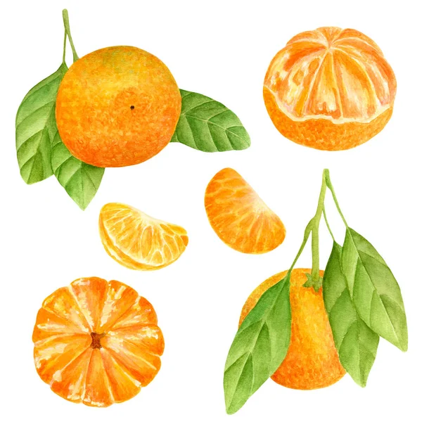 Akvarell mandarin készlet. Kézzel rajzolt botanikai illusztráció hámozott mandarin, citrusfélék levelekkel és szeletekkel. Fehér alapon izolált ügyfélelemek. — Stock Fotó