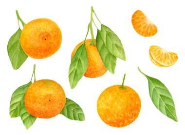 Mandalina seti. Mandarin meyveleri ve yapraklı dilimlerin el çizimleri. Beyaz arkaplanda yalıtılmış Citrus Clipart elementleri.