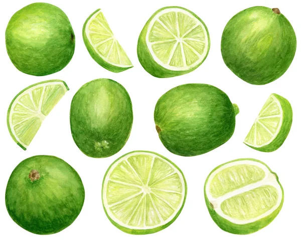 Watercolor lime set. Hand drawn botanical illustration of slices, green citrus fruits isolated on white background. — Stock Photo, Image