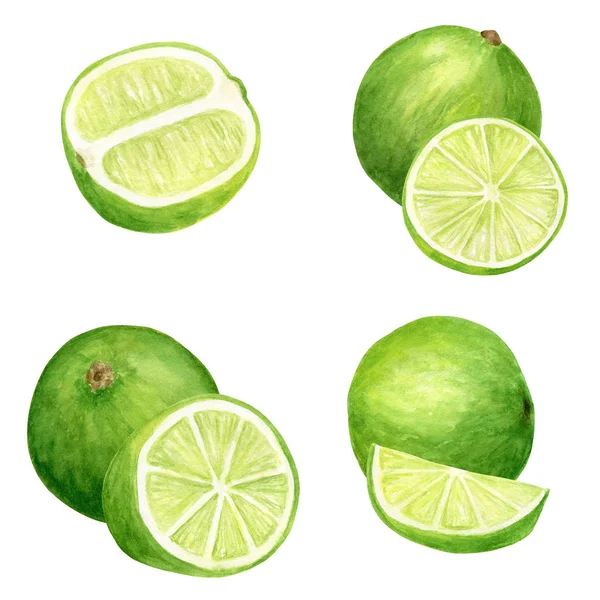 Akvarell lime készlet. A szeletek kézzel rajzolt botanikai illúziója, fehér alapon izolált zöld citrusfélék. — Stock Fotó