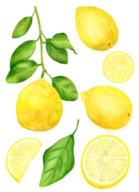 Watercolor lemons with leaves set. Hand drawn food element for design and decoration. Yellow citrus fruits isolated on white background.
