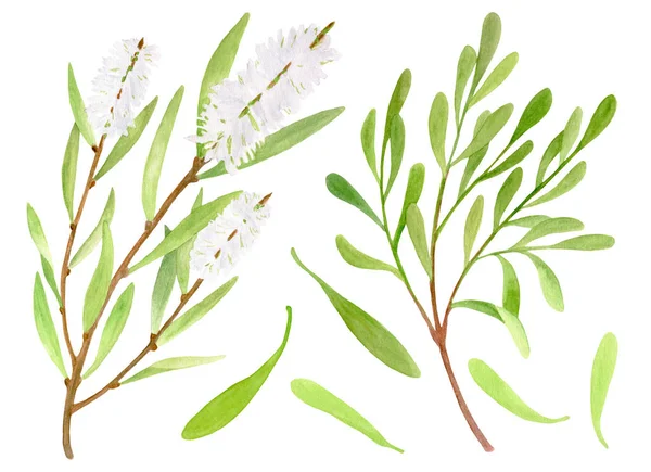 Листя чайного озера, квітка. Рука малювала ботанічну ілюстрацію Melaleuca alternifolia. Зелена лікарська рослина ізольована на білому тлі. Трави для косметики, пакунок, ефірна олія. — стокове фото