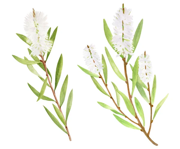 水彩茶の木の葉、花のセット。メラルーカのオルタナティフォリアの手描きの植物イラスト。白い背景に隔離された緑の薬用植物。化粧品、パッケージ、エッセンシャルオイルのハーブ. — ストック写真
