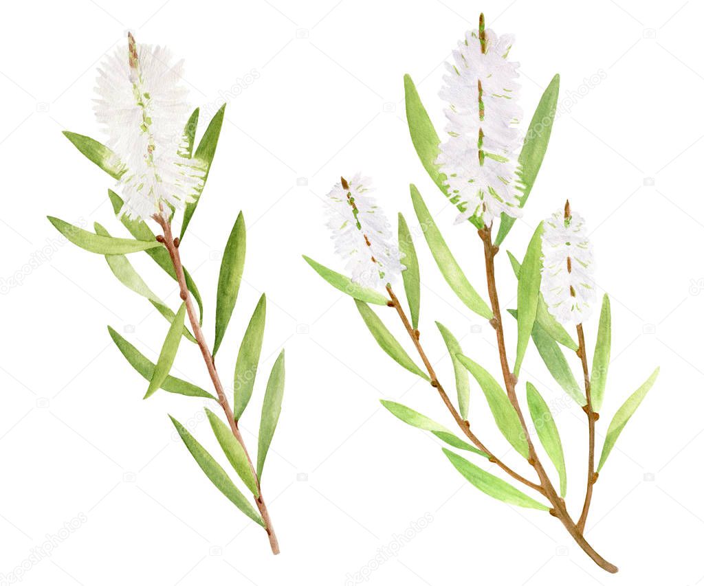Watercolor tea tree leaves, flower set. Hand drawn botanical illustration of Melaleuca alternifolia. Green medicinal plant isolated on white background. Herbs for cosmetics, package, essential oil.