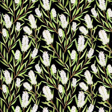 Suluboya çay ağacı yaprakları, dikişsiz çiçekler. Melaleuca 'nın el çizimi botanik çizimi. Yeşil tıbbi bitki beyaz arka planda izole edilmiş. Kozmetik, tekstil, paket için bitkiler.