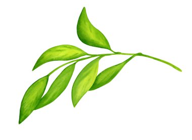 Yeşil narenciye yapraklı suluboya dalı. Kartlar, davetiyeler, paketler, tasarım ve dekorasyon için beyaz arkaplanda el çizimi bitki çizimi izole.