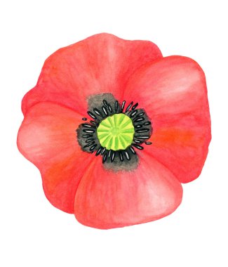 Suluboya kırmızı haşhaş. El çizimi, beyaz arka planda izole edilmiş, bitkisel papaver çiçeği başı illüstrasyonu. Kartlar, davetiyeler, dekorasyon ve tasarım için parlak alan bitkisi