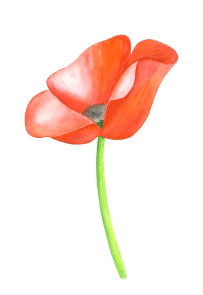 Watercolor Red Poppy Hand Drawn Botanical Papaver Flower Illustration Isolated — Stock Photo, Image