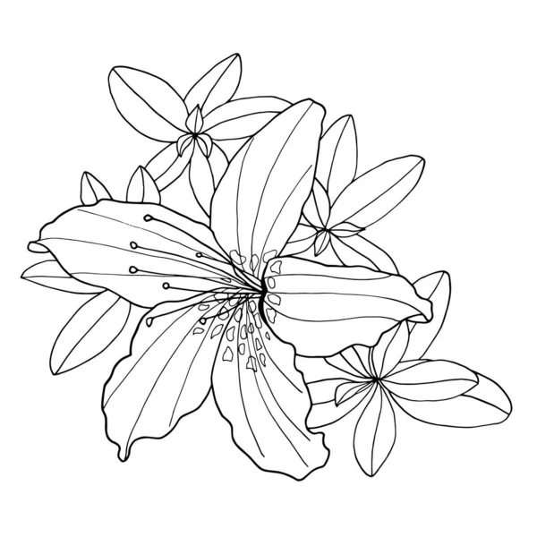 Disposition dekorativa Rhododendron blomma och blad. Färgläggning bok vektor illustration. Botanisk hand dras svart och vitt kontur monokrom illustration för färgläggning sida, gratulationskort, inbjudan — Stock vektor