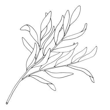 Çay ağacı yaprağı çizimi vektör çizimi. Melaleuca Alternifolia 'nın el çizimi botanik çizimi. Siyah beyaz tıbbi bitki. Kozmetik, paket, temel yağ, boyama kitabı.