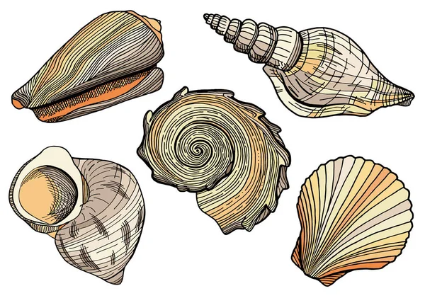 色の貝殻のセット。水中シェルの手描きベクトルイラスト。カード、ロゴ、装飾、印刷のための白い背景に隔離された自然なベージュの要素. — ストックベクタ