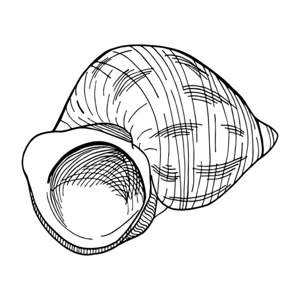 Black and white spiral seashell. Hand drawn outline contour vector illustration of underwater shell. Nautical element isolated on white background for cards, logo, decoration, coloring books, print.