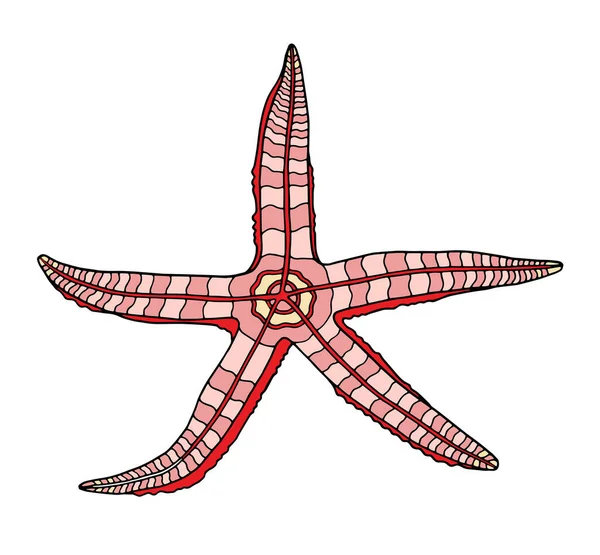 Coloridas Estrellas Mar Ilustración Vectorial Dibujada Mano Estrella Mar Rosa — Archivo Imágenes Vectoriales