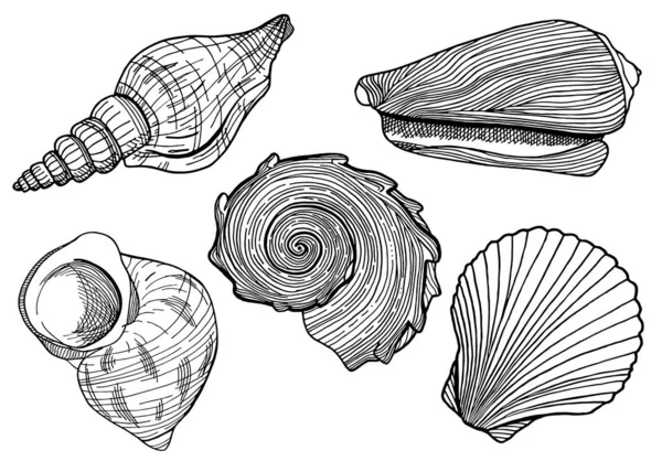 黒と白の貝殻のセット 手描きのアウトラインベクトルイラスト水中シェル カード 着色本 印刷のための白い背景に隔離された航海要素 — ストックベクタ