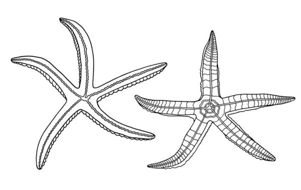 Esboço Vector Starfish Set Ilustração Contorno Preto Desenhado Mão Estrelas —  Vetores de Stock