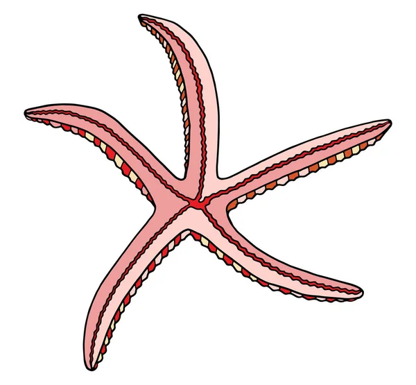 Coloridas estrellas de mar. Ilustración vectorial dibujada a mano. Estrella de mar rosa aislada sobre fondo blanco. Elemento marino para carteles, tarjetas, decoración, invitaciones, impresión . — Vector de stock