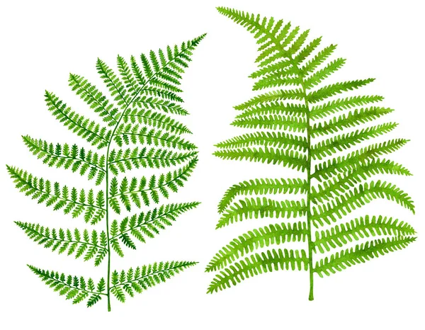 Watercolor and ink green fern leaves set. Hand painted realistic forest plant Polypodiopsida isolated on white background. Botanical illustration for decoration, posters, cards, invitations. — Stock Photo, Image