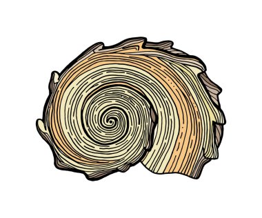 Bej renkli spiral deniz kabuğu. Su altı kabuğunun el çizimi vektör çizimi. Kartlar, logo, dekorasyon ve baskı için beyaz arkaplanda izole edilmiş denizsel öge