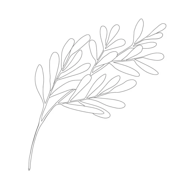 茶の木の葉の輪郭ベクトル図 メラルーカのオルタナティフォリアの手描きの植物のドアスケッチ 黒と白の薬用植物 化粧品 パッケージ エッセンシャルオイル 着色本のためのハーブ — ストックベクタ