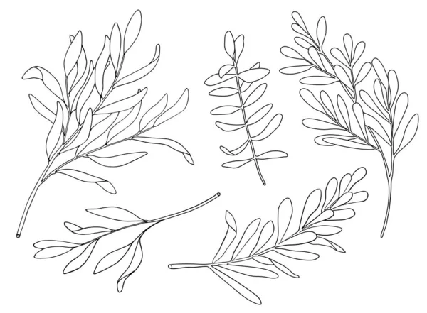 Tea tree leaf outline vector set. Hand drawn botanical doodle sketch of Melaleuca. Black and white medicinal plant. Eucalyptus herb illustration for cosmetics, package, essential oil, coloring book — Stock Illustration Tea Tree Leaf Outline Vector Set Hand Drawn Botanical Doodle Royalty Free Stock Illustrations