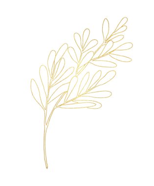Altın desenli özet yaprak. Beyaz arka planda yaprakları olan el yapımı çay ağacı dalı. Logo tasarımı, kartlar, baskı, paket, çıkartmalar, kozmetik ürünleri, dekorasyon.