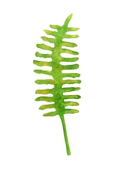 Aquarell Grünes Farnblatt Handbemalte Waldpflanze Polypodiopsida Isoliert Auf Weißem Hintergrund — Stockfoto