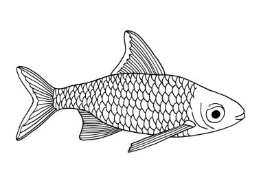 Ana hatlı vektör balığı. El çizimi sazan resmi beyaz arka planda izole edilmiş. Dükkan, menü, dekorasyon, renklendirme, pankart için içerik çizimi