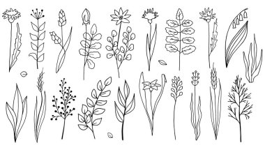 Çiçekler ve bitkiler vektör koleksiyonu. El çizimi basit otlar beyaz arka planda izole edilmiş. Kartlar, kozmetik, tekstil, dekorasyon, davetiye için çizim