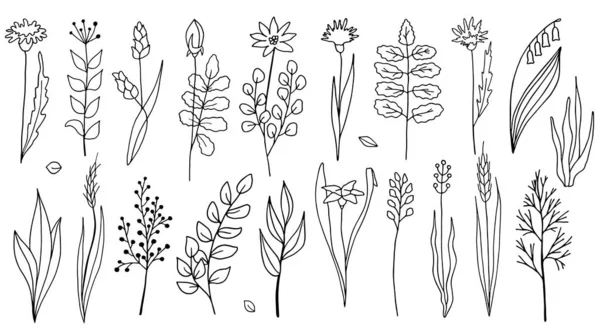 花や植物のベクターコレクション 白地に隔離されたシンプルなアウトラインハーブを手描き カード 化粧品 招待状のスケッチイラスト — ストックベクタ