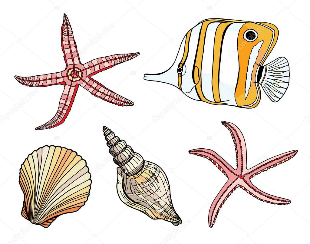 Tropical fish, seashell and starfish vector set. Hand drawn tropical underwater marine elements. Cartoon Copperband butterflyfish or beaked coral fish, clam shell, scallop illustration