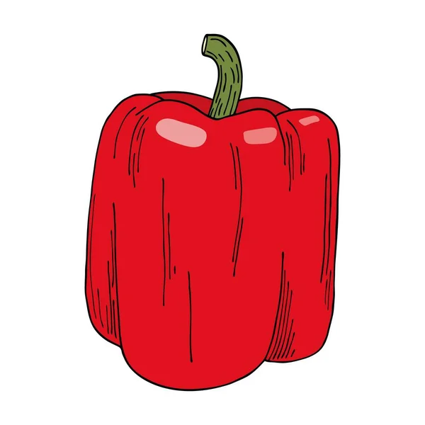 Ilustração Pimentão Vermelho Colorido Fresco Vetor Desenhado Mão Vegetal Isolado — Vetor de Stock