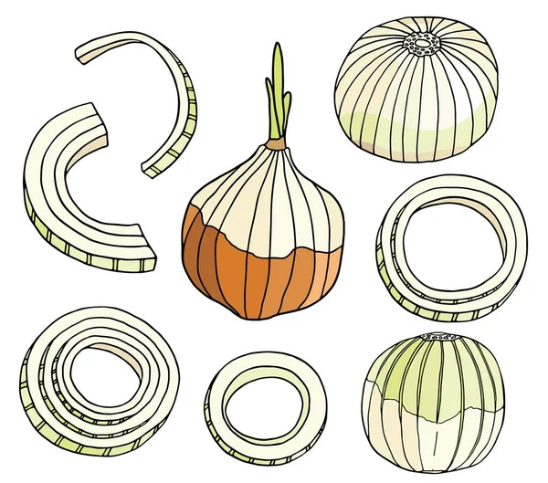 Esquema Conjunto Ilustración Vectores Cebolla Bulbo Color Dibujado Mano Anillos — Vector de stock