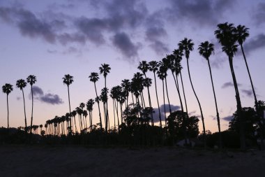 Usa 'daki Kaliforniya eyaletinde gün batımı. Mor ve mavi turuncu gökyüzü palmiye plajında. Cennetin güzel arka planı 