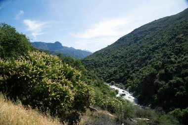 Kaliforniya eyaletindeki Ulusal Sequoia Parkı. Sekoya ağaçları doğanın dışındadır. Eski orman parkının güzel panorama setleri. Dev Sequoia manzarası.