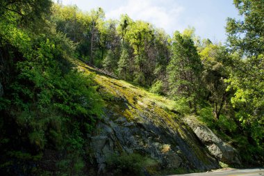 Kaliforniya eyaletindeki Ulusal Sequoia Parkı. Sekoya ağaçları doğanın dışındadır. Eski orman parkının güzel panorama setleri. Dev Sequoia manzarası.