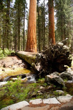 Kaliforniya eyaletindeki Ulusal Sequoia Parkı. Sekoya ağaçları doğanın dışındadır. Eski orman parkının güzel panorama setleri. Dev Sequoia manzarası.