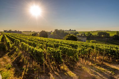 Sabah manzaraya wineyards Saint Emilion - Fransa