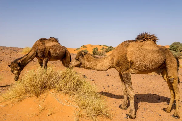 Camellos salvajes en la naturaleza del área de Erg Chebbi - Marruecos —  Fotos de Stock