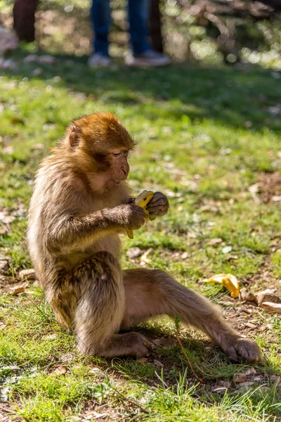 Barbary macaque in mountains of Middle Atlas - Morocco — Stock Photo, Image