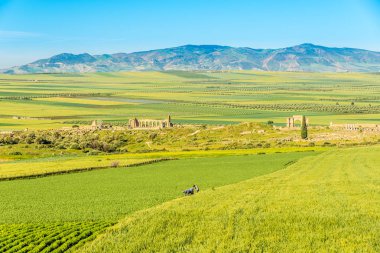 Doğa Fas Volubilis Harabeleri yakınında