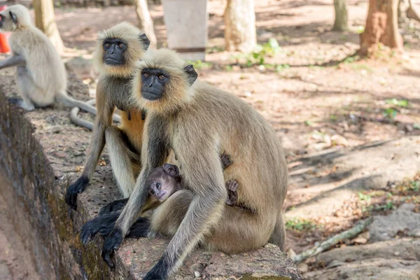 View at Apes living in Udayagiri and Khandagiri Complex in Bhubaneswar - Odisha, India — Stock Photo, Image