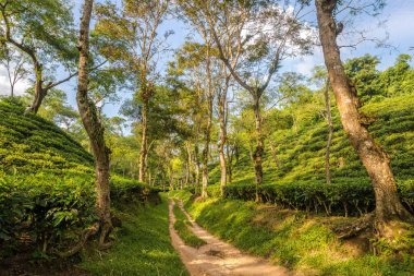 Srimangal 'ın Çay Köyü' nde