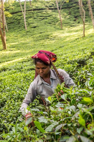 Pickung tea leaves on tea plantations in Sreemangal - Bangladesh — Stock Photo, Image