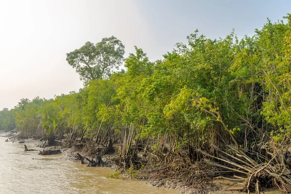Vue de la côte de la rivière Pashur avec des mangroves - Sundarbans, Bangladesh — Photo