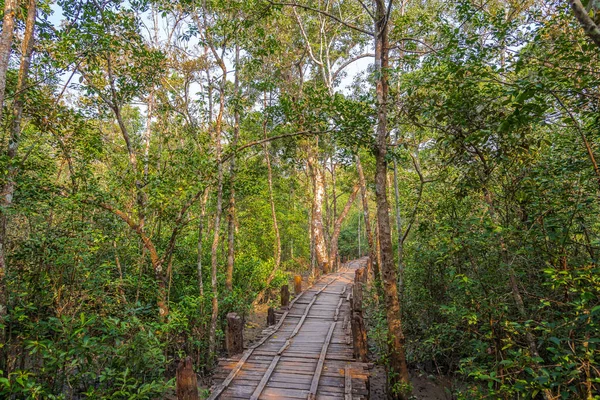 Cesta mangrovem v oblasti Karamjal v národním parku Sundarbans - Bangladéš — Stock fotografie