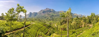 Buwara Eliya yakınlarındaki çay çiftliğinde panoramik manzara - Sri Lanka