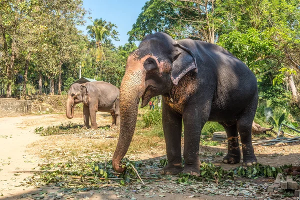 Widok Azjatyckie Słonie Elephas Maximus Sri Lanka — Zdjęcie stockowe