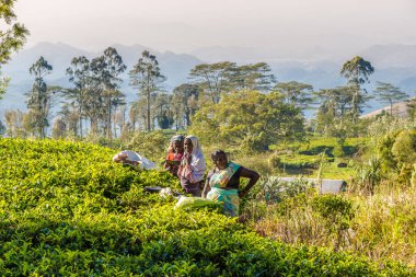 HAPUTALE, SRI LANKA - 11 Şubat 2020 - Haputale Çay Çiftliği 'nde çay yaprağı toplamak. Haputale 'nin yüksekliği deniz seviyesinden 1431 metre..